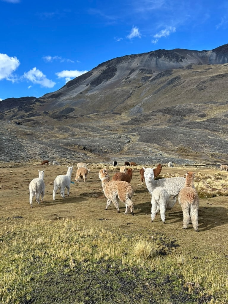 Llamas in Bolivia